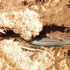 Ctenotus taeniolatus (Copper-tailed Skink) at Holt, ACT - 20 Jun 2021 by Christine