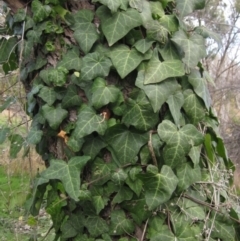 Hedera sp. (helix or hibernica) (Ivy) at Latham, ACT - 4 Jun 2021 by pinnaCLE