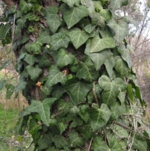 Hedera sp. (helix or hibernica) at Umbagong District Park - 4 Jun 2021