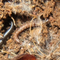 Dalodesmidae (family) (Dalodesmid flat-backed millipede) at Holt, ACT - 20 Jun 2021 by Christine