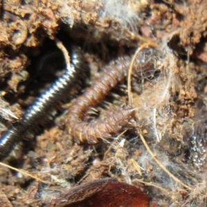 Dalodesmidae (family) at Holt, ACT - 20 Jun 2021