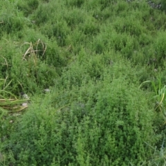 Galium aparine (Goosegrass, Cleavers) at Umbagong District Park - 4 Jun 2021 by pinnaCLE