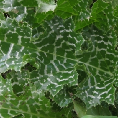 Silybum marianum (Variegated Thistle) at Umbagong District Park - 4 Jun 2021 by pinnaCLE