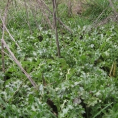 Silybum marianum at Latham, ACT - 4 Jun 2021