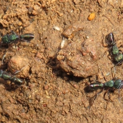 Rhytidoponera metallica (Greenhead ant) at Holt, ACT - 20 Jun 2021 by Christine