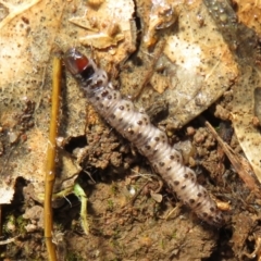 Pyralidae (family) (A Pyralid Moth) at Holt, ACT - 20 Jun 2021 by Christine