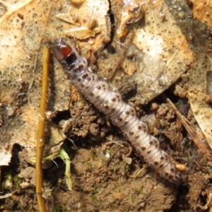 Pyralidae (family) at Holt, ACT - 20 Jun 2021