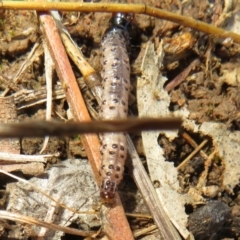 Pyralidae (family) at Holt, ACT - 20 Jun 2021 01:44 PM