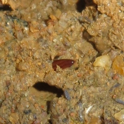 Anzoplana trilineata (A Flatworm) at Woodstock Nature Reserve - 20 Jun 2021 by Christine