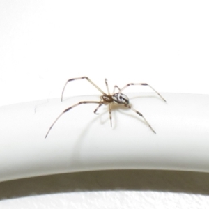 Latrodectus hasselti at Flynn, ACT - 17 Jun 2021