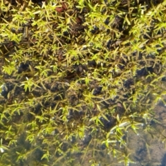 Crassula helmsii (Swamp Stonecrop) at Mawson, ACT - 20 Jun 2021 by Mike