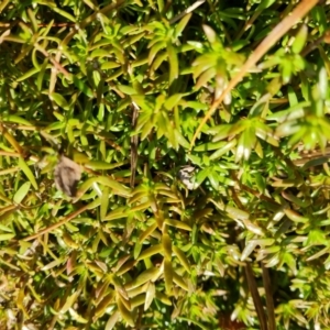 Crassula helmsii at Mawson, ACT - 20 Jun 2021