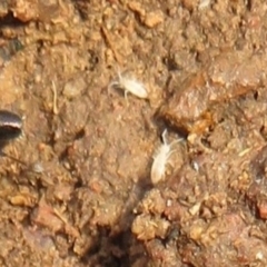 Collembola sp. (class) (Springtail) at Holt, ACT - 20 Jun 2021 by Christine