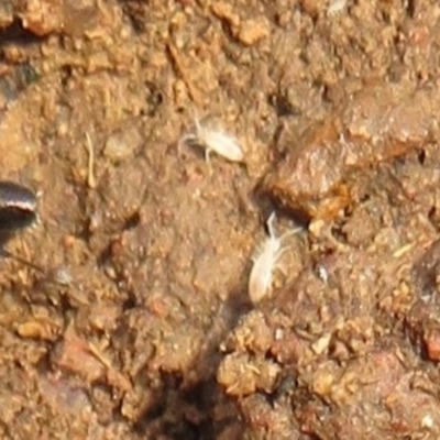 Collembola sp. (class) (Springtail) at Woodstock Nature Reserve - 20 Jun 2021 by Christine