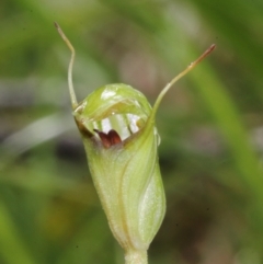 Pterostylis concinna (Trim Greenhood) at Glenquarry, NSW - 21 Jun 2021 by Snowflake