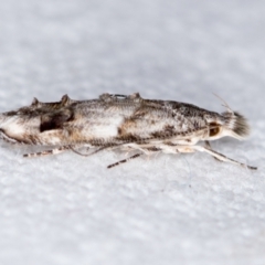 Leptozestis sp nr harmosta at Melba, ACT - 26 Dec 2018 by Bron