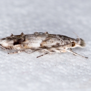 Leptozestis sp nr harmosta at Melba, ACT - 27 Dec 2018