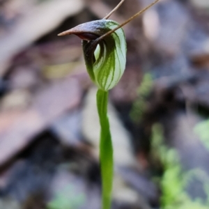 Pterostylis pedunculata at Tuggeranong DC, ACT - suppressed