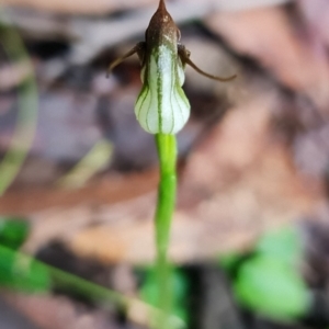 Pterostylis pedunculata at Tuggeranong DC, ACT - suppressed