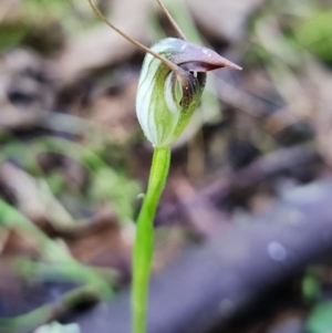 Pterostylis pedunculata at Tuggeranong DC, ACT - suppressed