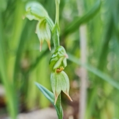 Bunochilus umbrinus (ACT) = Pterostylis umbrina (NSW) (Broad-sepaled Leafy Greenhood) at Paddys River, ACT by RobG1
