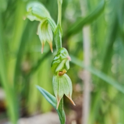Bunochilus umbrinus (ACT) = Pterostylis umbrina (NSW) (Broad-sepaled Leafy Greenhood) at Paddys River, ACT by RobG1