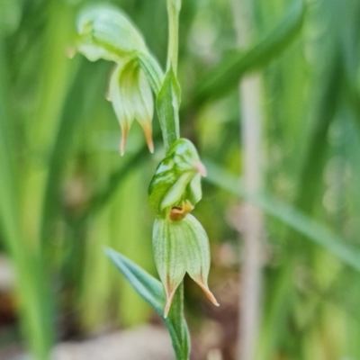 Bunochilus umbrinus (Broad-sepaled Leafy Greenhood) at Paddys River, ACT - 21 Jun 2021 by RobG1