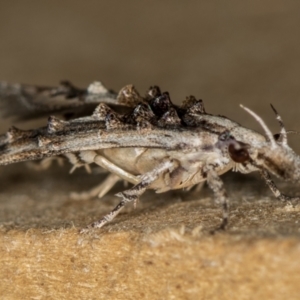 Leptozestis and Trachydora (genera) at Melba, ACT - 27 Dec 2018 11:38 AM