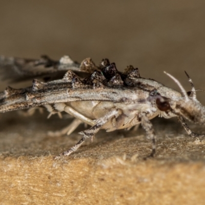 Leptozestis and Trachydora (genera) (A cosmet moth) at Melba, ACT - 27 Dec 2018 by Bron