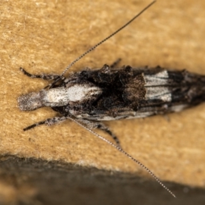 Leptozestis and Trachydora (genera) at Melba, ACT - 27 Dec 2018 11:38 AM