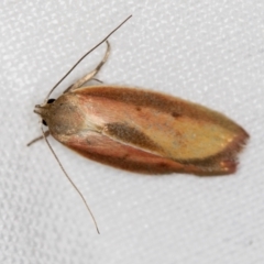 Ptyoptila matutinella at Melba, ACT - 26 Dec 2018 10:54 AM