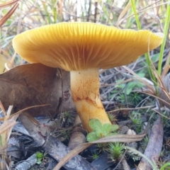 Dermocybe austroveneta (Green Skinhead) at Mount Painter - 20 Jun 2021 by drakes