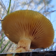 Cortinarius austrovenetus at Cook, ACT - 21 Jun 2021