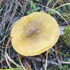 Cortinarius austrovenetus at Cook, ACT - 21 Jun 2021