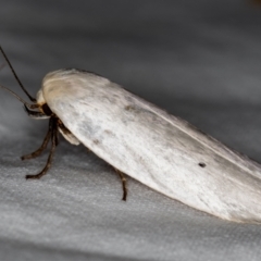 Maroga melanostigma (Pecan Stem Girdler) at Melba, ACT - 24 Dec 2018 by Bron