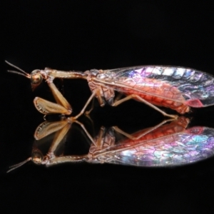 Mantispidae (family) at Evatt, ACT - 7 May 2021