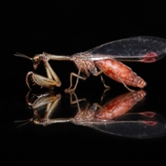 Mantispidae (family) at Evatt, ACT - 7 May 2021 04:27 PM