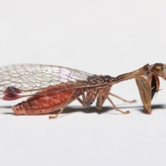 Mantispidae (family) at Evatt, ACT - 7 May 2021 04:27 PM