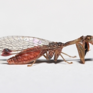 Mantispidae (family) at Evatt, ACT - 7 May 2021