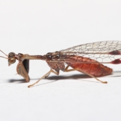 Mantispidae (family) at Evatt, ACT - 7 May 2021 04:27 PM