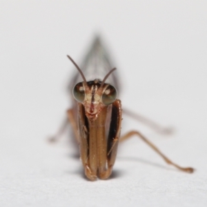 Mantispidae (family) at Evatt, ACT - 7 May 2021