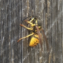 Vespula germanica (German Yellowjacket Wasp (also known as European Wasp)) at Conder, ACT - 3 Mar 2021 by MichaelBedingfield