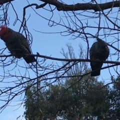 Callocephalon fimbriatum (Gang-gang Cockatoo) at Garran, ACT - 11 Jun 2021 by Tapirlord