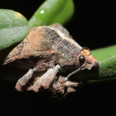 Gonipterus sp. (genus) (Eucalyptus Weevil) at ANBG - 7 May 2021 by TimL