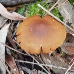 Cortinarius sp. (Cortinarius) at Crace, ACT - 22 Jun 2021 by trevorpreston