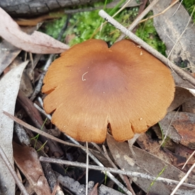 Cortinarius sp. (Cortinarius) at Crace, ACT - 22 Jun 2021 by tpreston