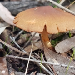 Cortinarius sp. at Crace, ACT - 22 Jun 2021 10:30 AM