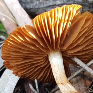 Cortinarius sp. at Crace, ACT - 22 Jun 2021 10:30 AM