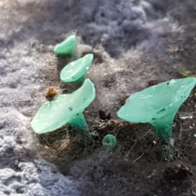 Chlorociboria (An elfcup fungus) at Crace, ACT - 22 Jun 2021 by trevorpreston