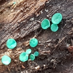 Chlorociboria at Crace, ACT - 22 Jun 2021 10:30 AM